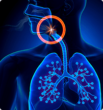 Animation of airway and lungs